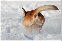 dogs00007