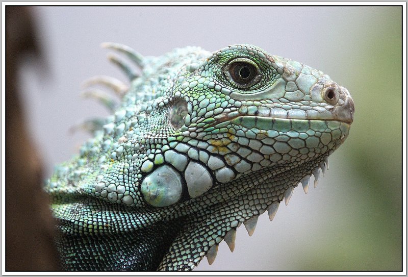 maur00077.jpg - Mauricius